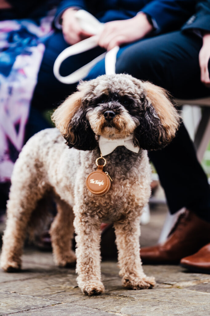 Best dog at a dog friendly Merewood wedding
